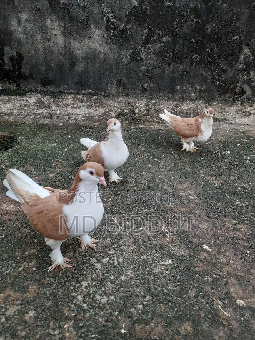 Sirazi Pigeon