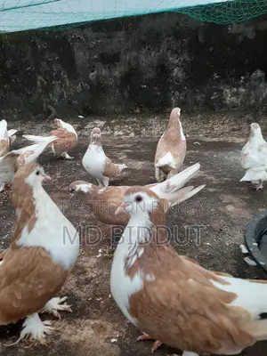 Sirazi Pigeon