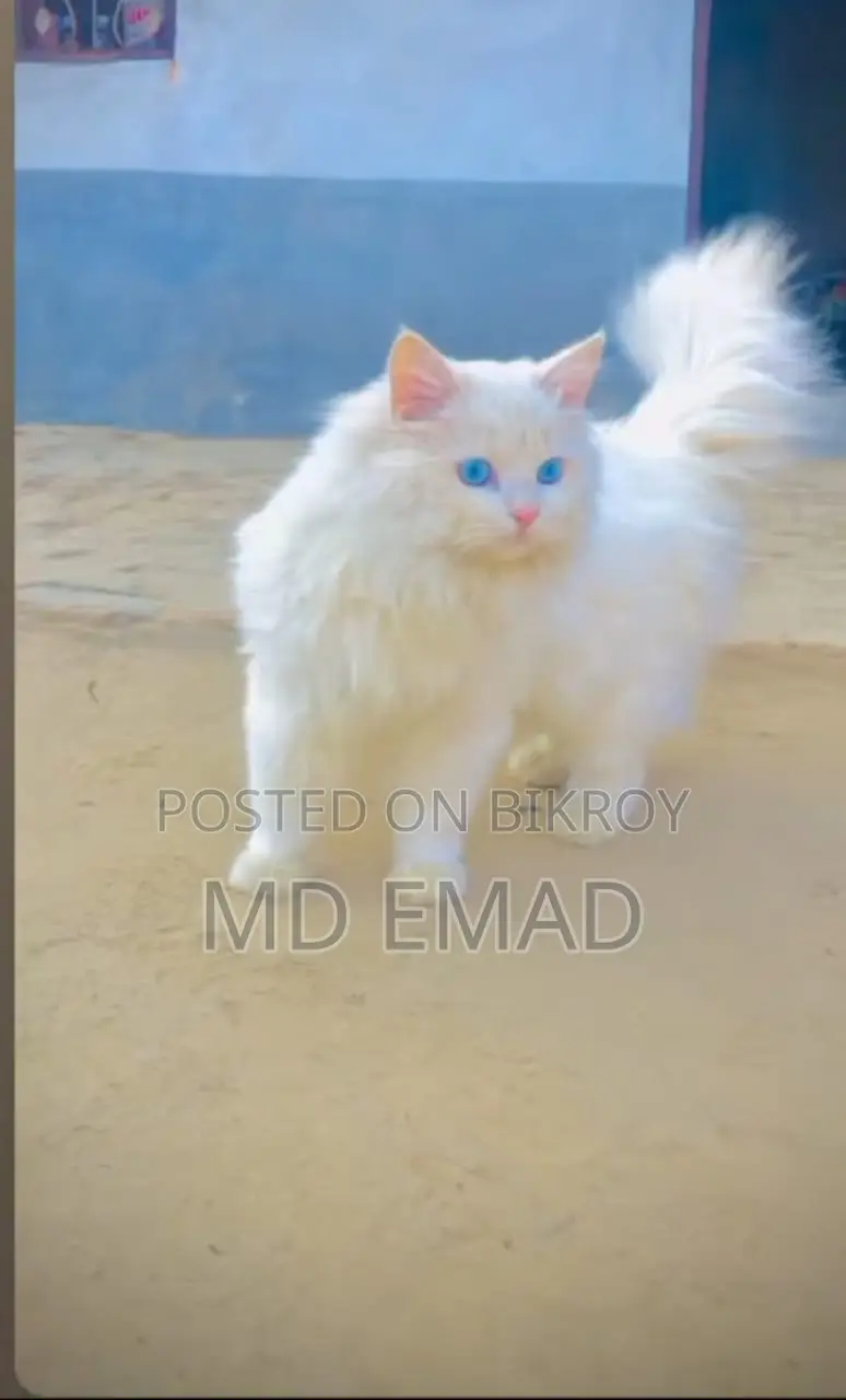 Blue Eyes Male Cat