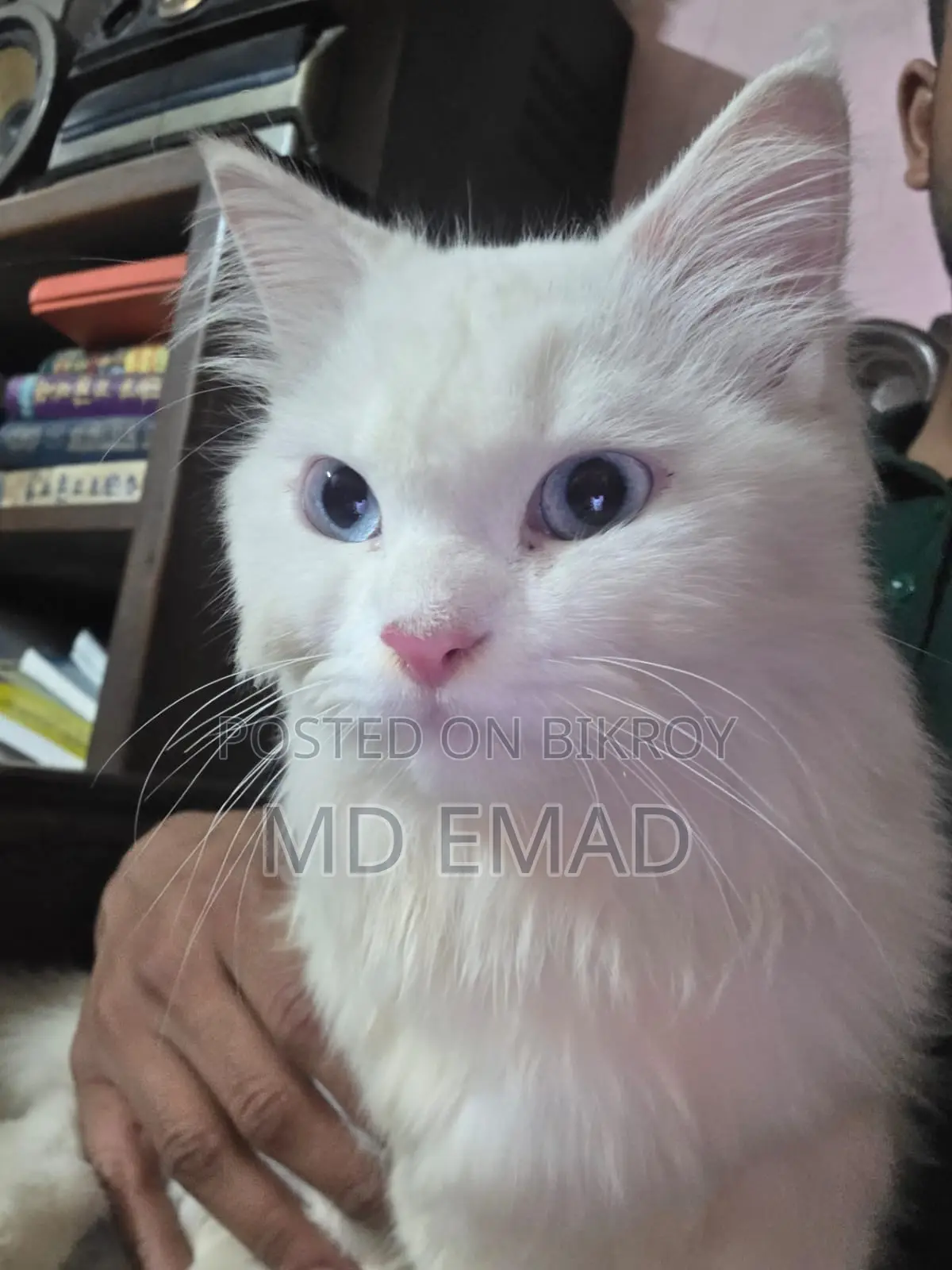 Blue Eyes Male Cat