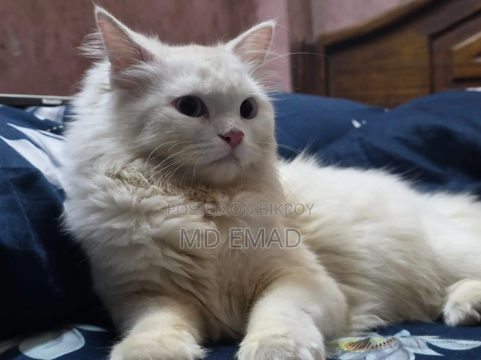 Blue Eyes Male Cat