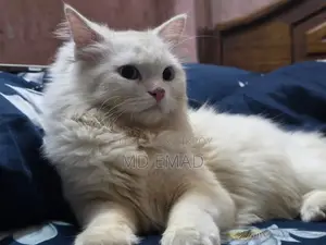 Blue Eyes Male Cat