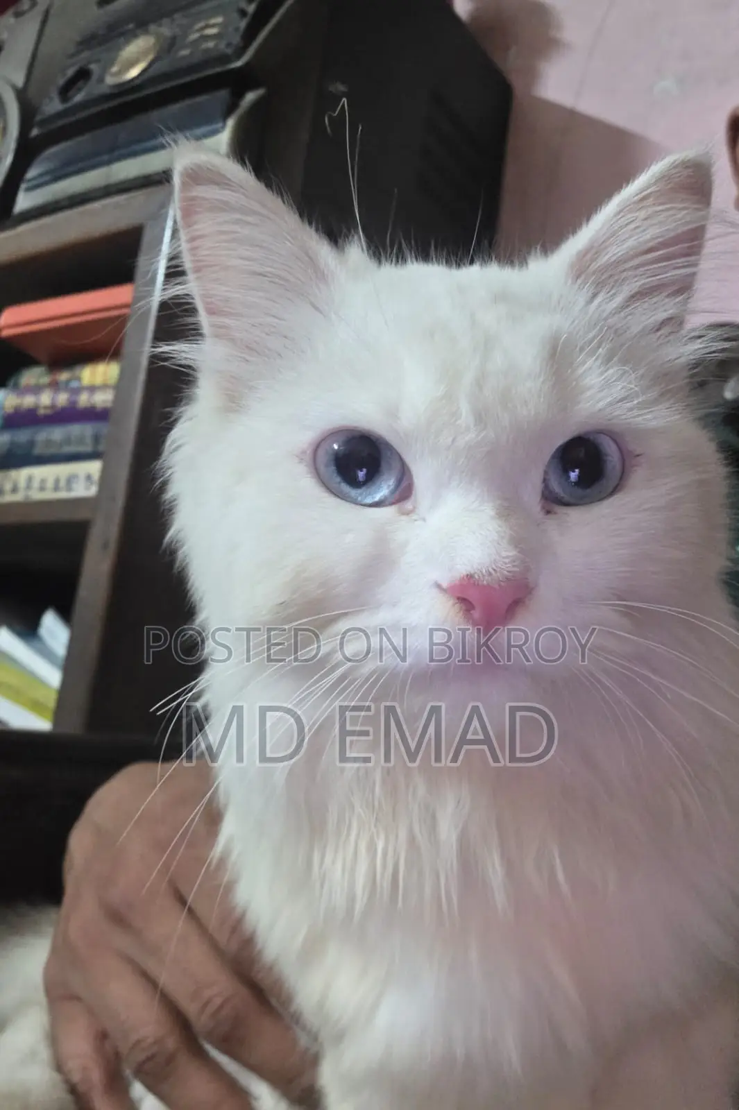 Blue Eyes Male Cat