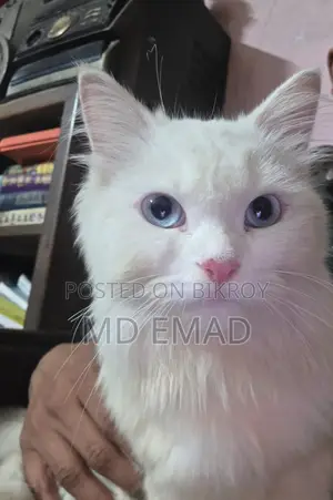 Blue Eyes Male Cat