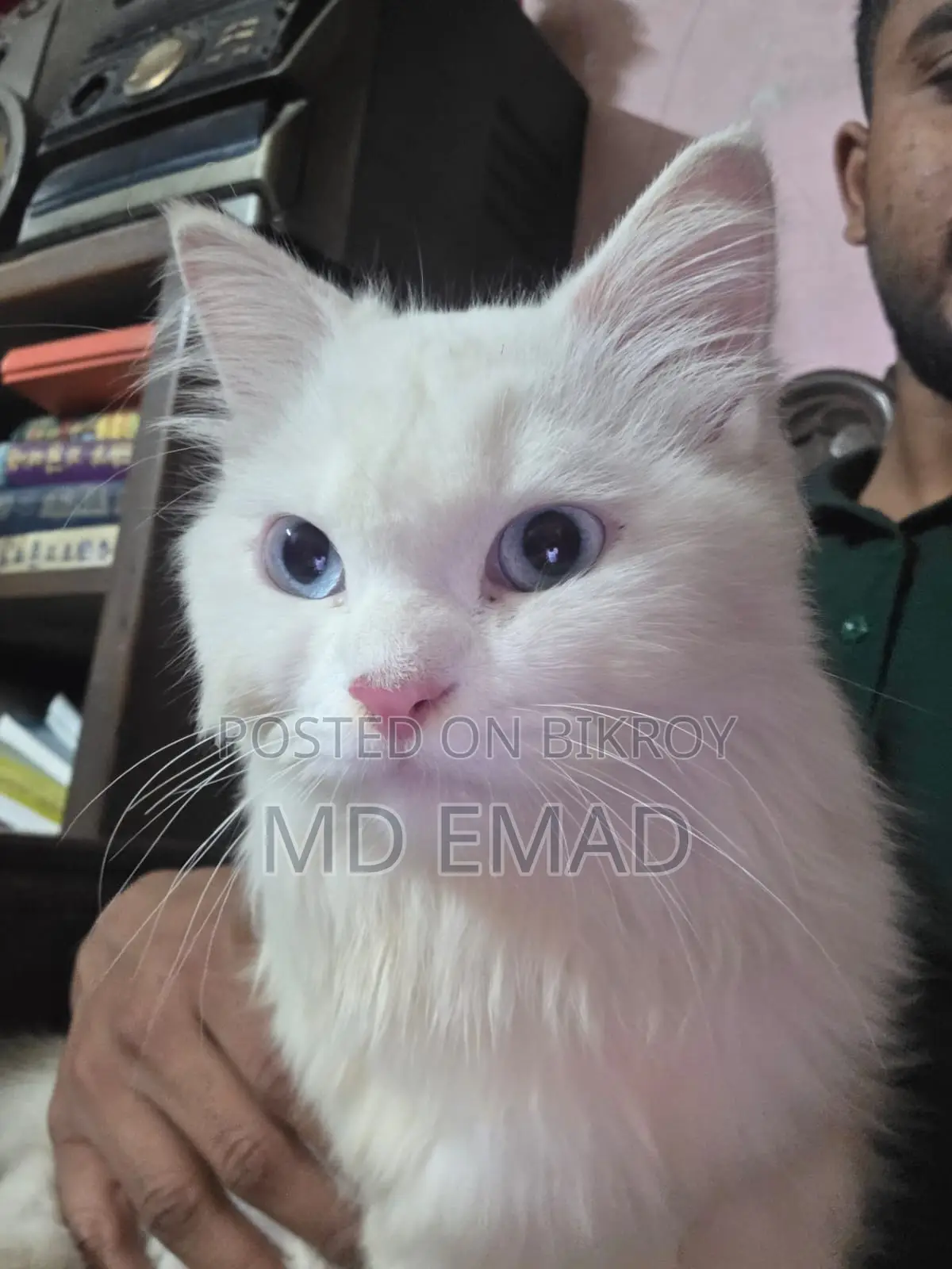 Blue Eyes Male Cat