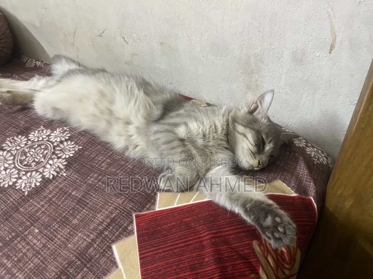 Persian Female