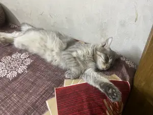 Persian Female