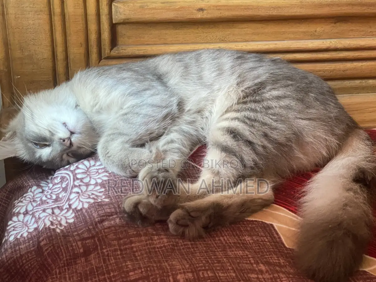 Persian Female