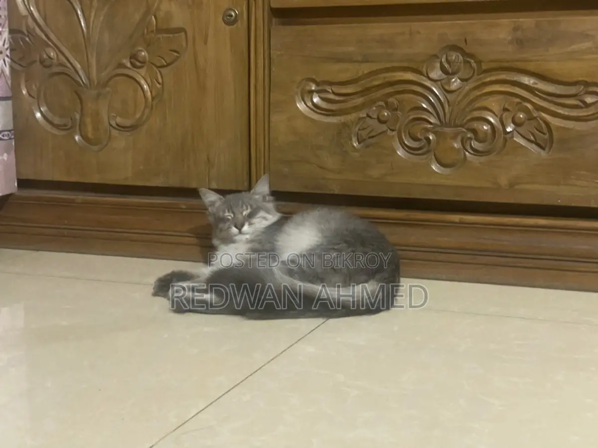 Persian Female