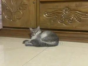 Persian Female