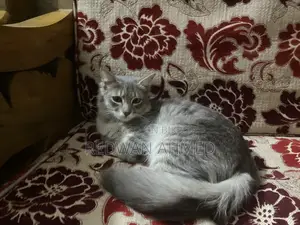 Persian Female