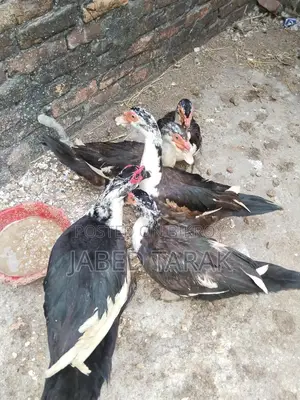 পাঁচ পিচ চিনা হাস বিক্রি করা হবে