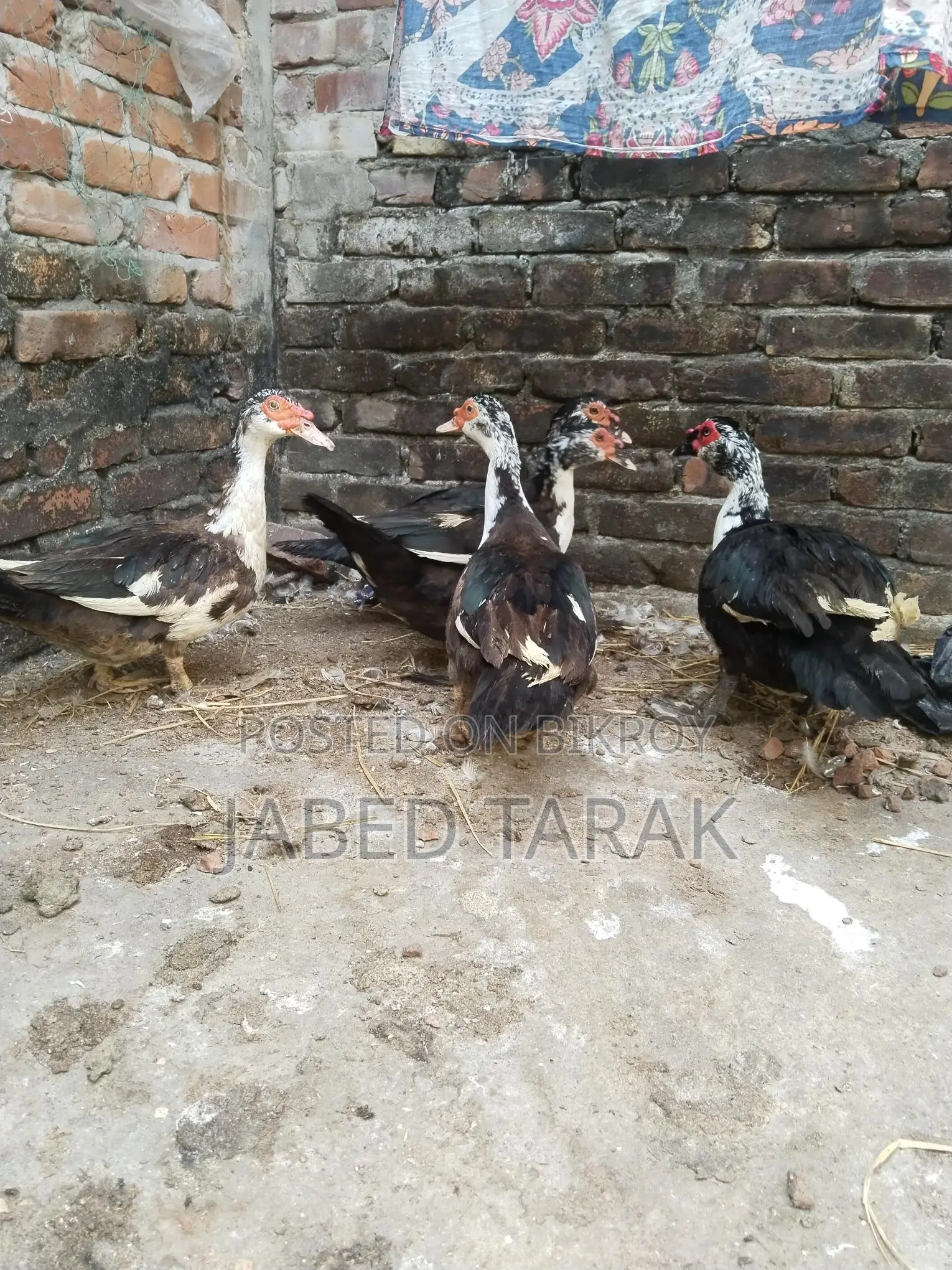 Five Chinese Ducks for Sale