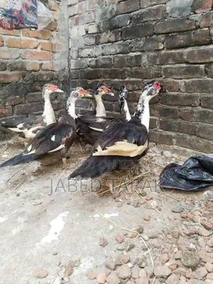 Five Chinese Ducks for Sale