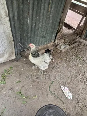 Brahma Silkie Golden Sebright Chicks