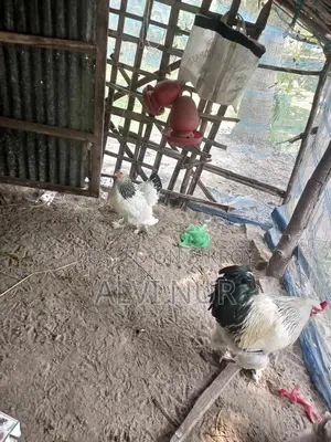 Brahma Silkie Golden Sebright Chicks
