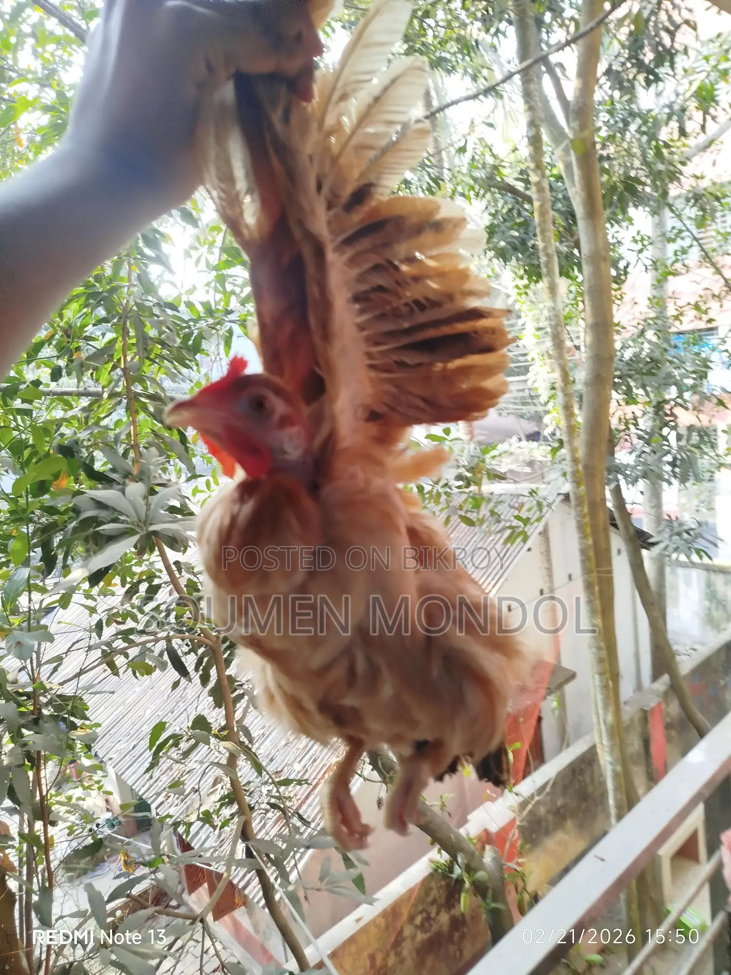 দেশি মুরগি