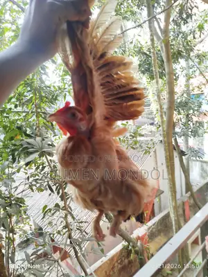Dasi Murgi (Local Chicken)