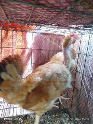 দেশি মুরগি