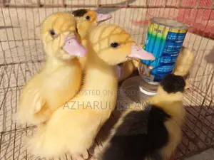 হাঁস ও অরজিনাল দেশি মুরগির বাচ্চা বিক্রি করা