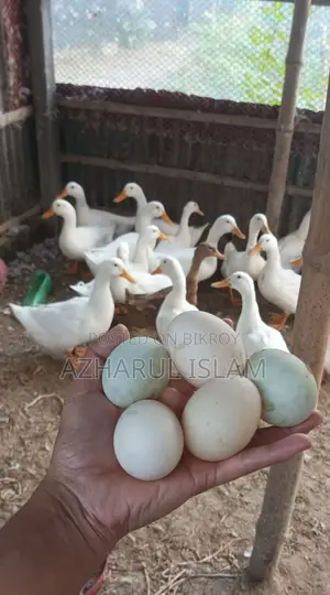 হাঁস ও অরজিনাল দেশি মুরগির বাচ্চা বিক্রি করা