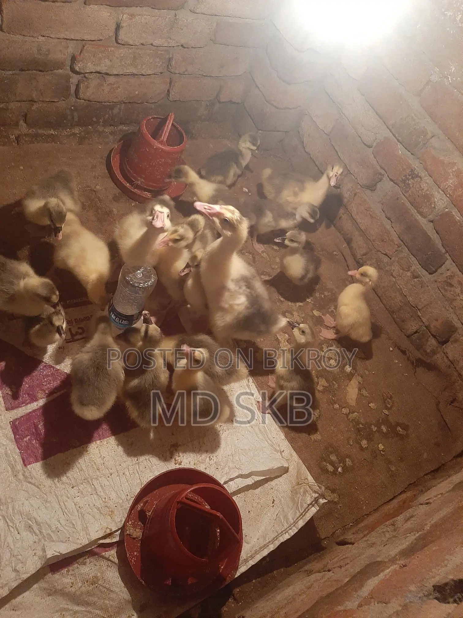 King Ducklings