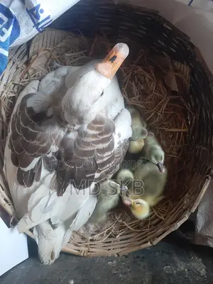 King Ducklings