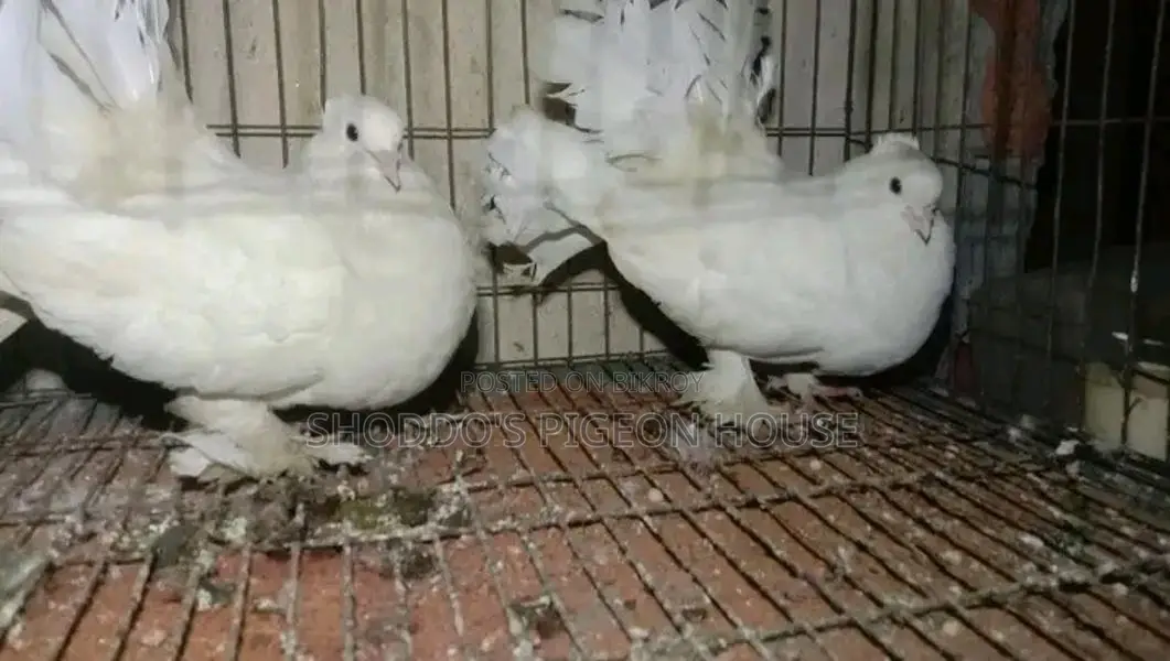 Lakha pigeon for sale.