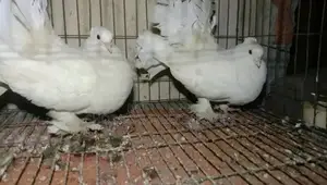 Lakha pigeon for sale.