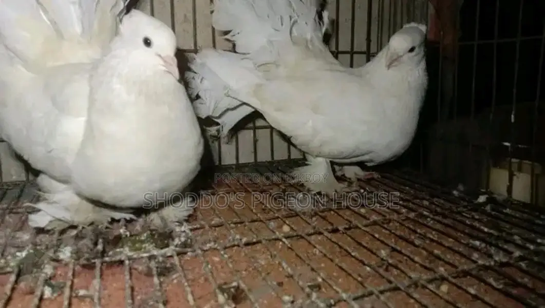 Lakha pigeon for sale.