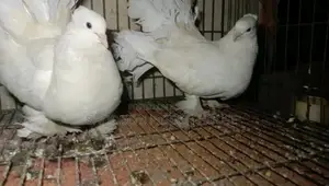 Lakha pigeon for sale.