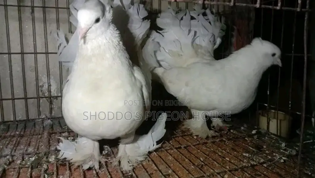 Lakha pigeon for sale.