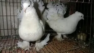 Lakha pigeon for sale.
