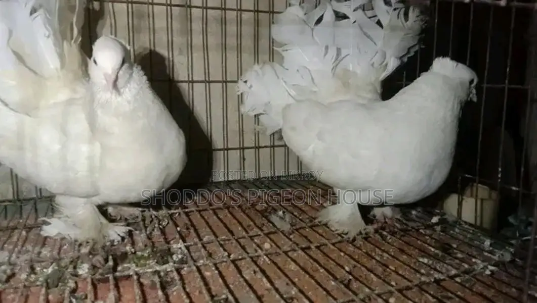 Lakha pigeon for sale.
