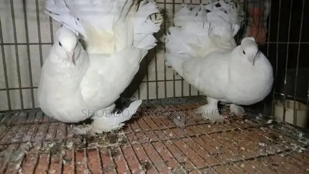Lakha pigeon for sale.