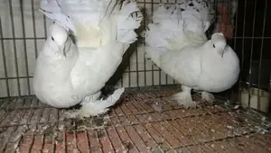 Lakha pigeon for sale.