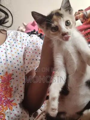 Pet Cat