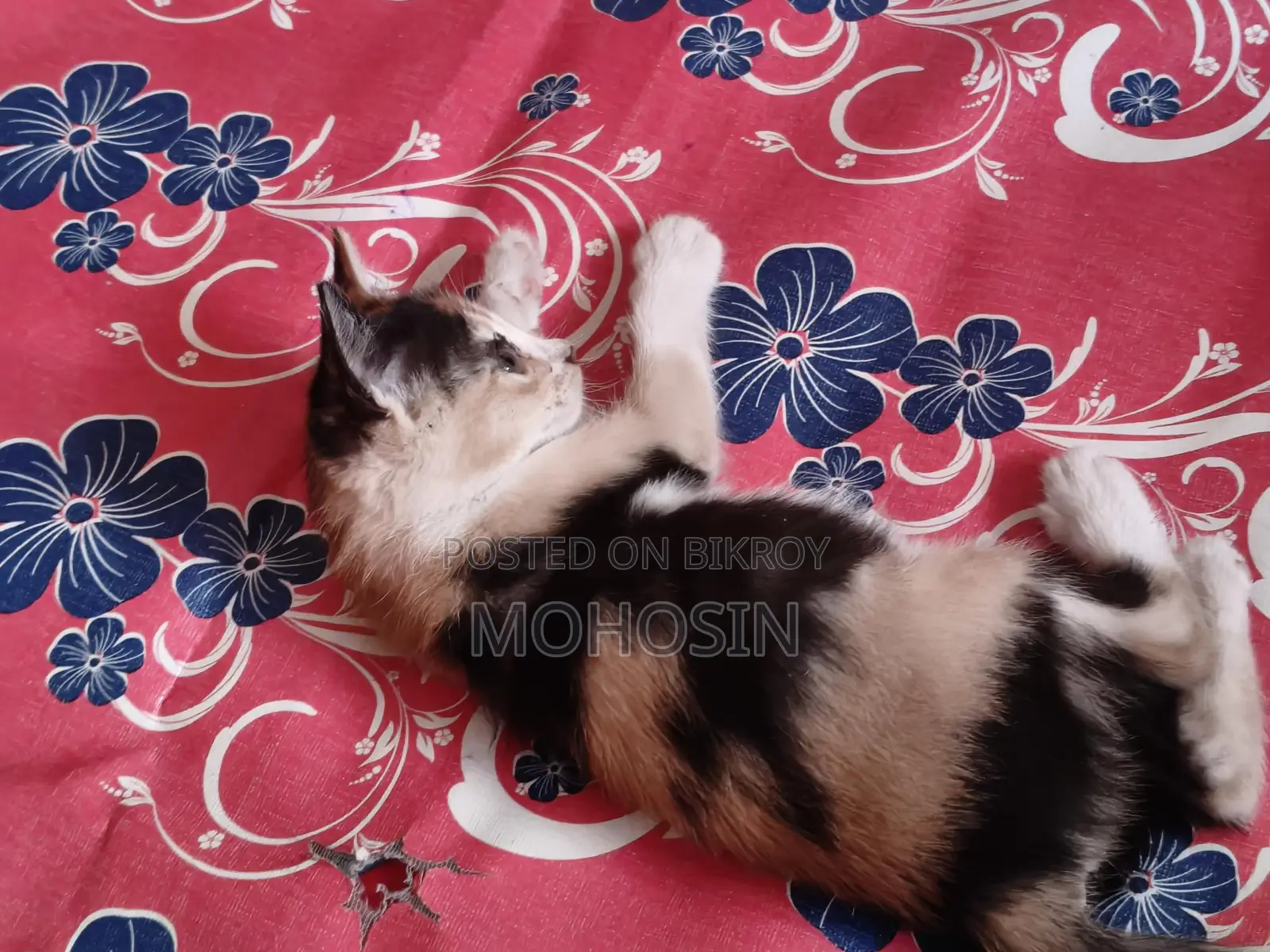 Pet Cat
