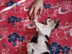 Pet Cat