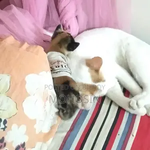 Pet Cat