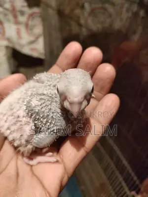 কুনুর পাখির প্রেপ্রেমতো এইচডি টেম সাইজ বাচ্চা
