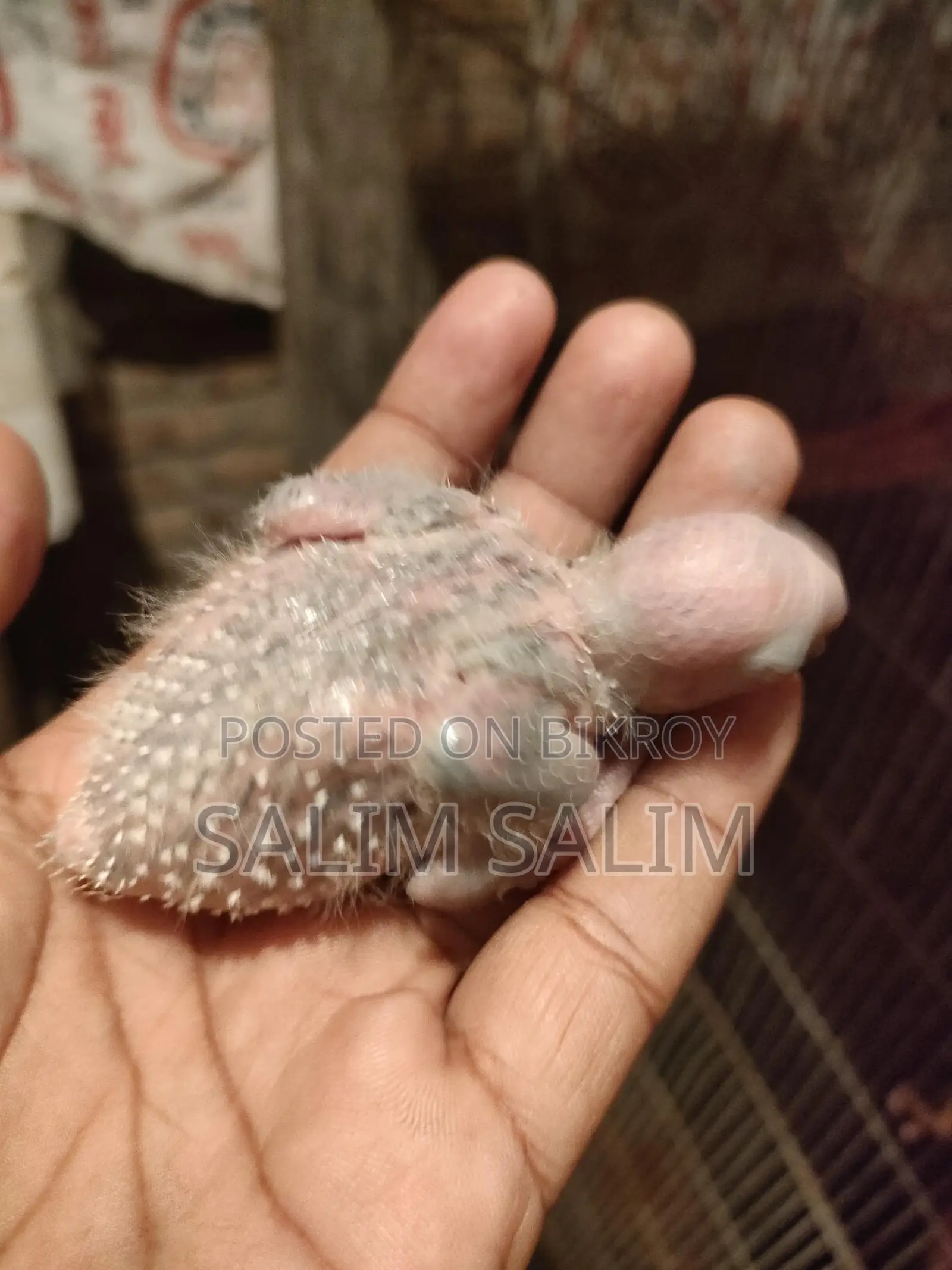 Conure bird tame size baby