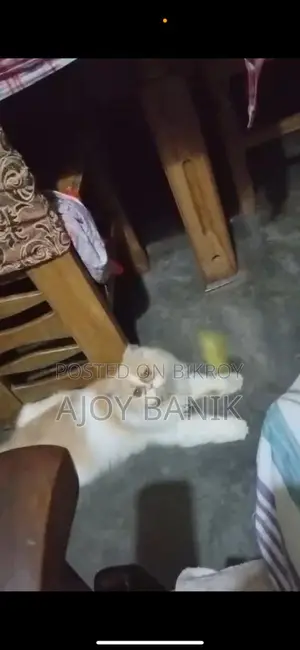 Female Persian Cat