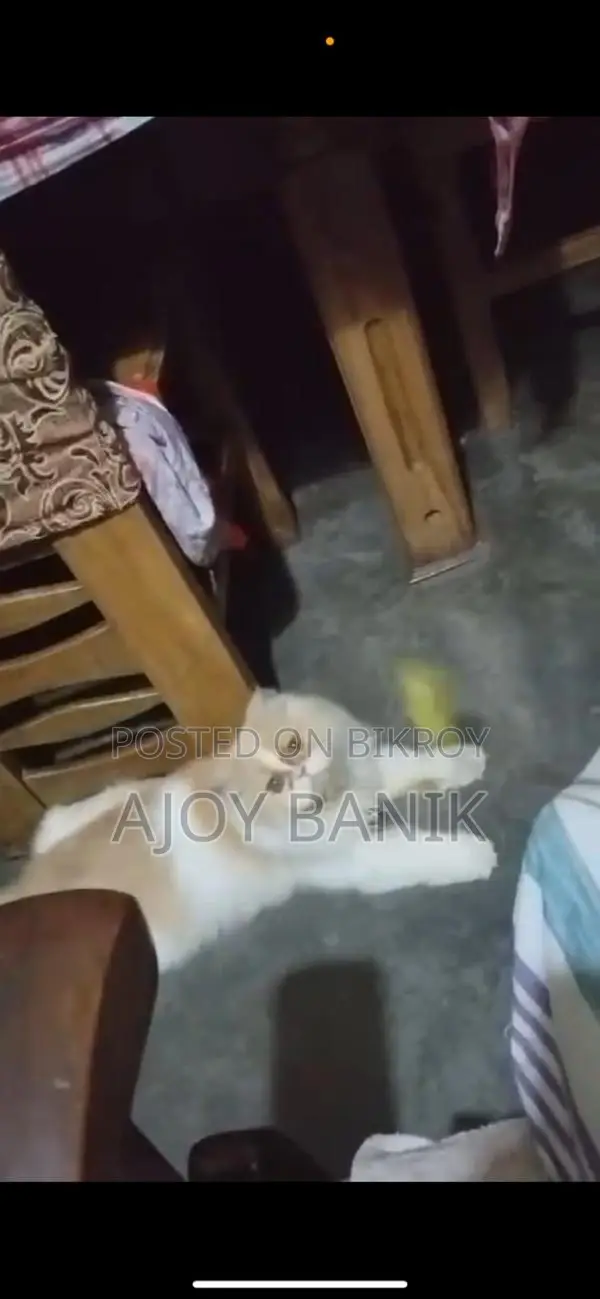 Female Persian Cat