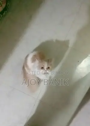Female Persian Cat