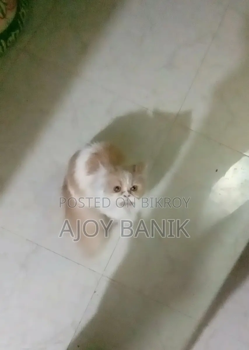 Female Persian Cat