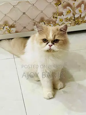 Female Persian Cat