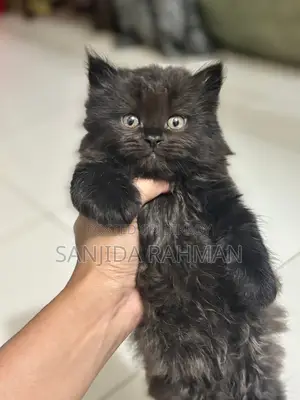 Persian Kitten Cat