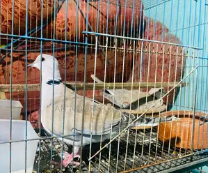 Grey Ringneck Dove Pair