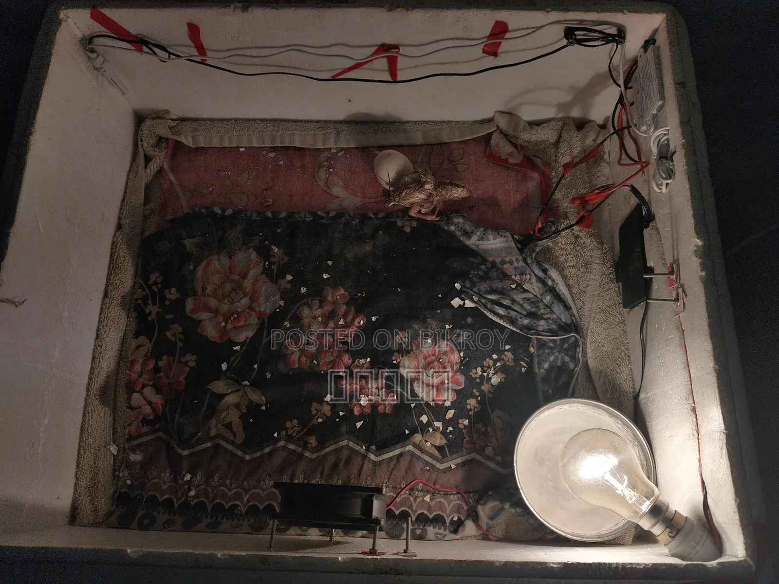 Egg Incubator